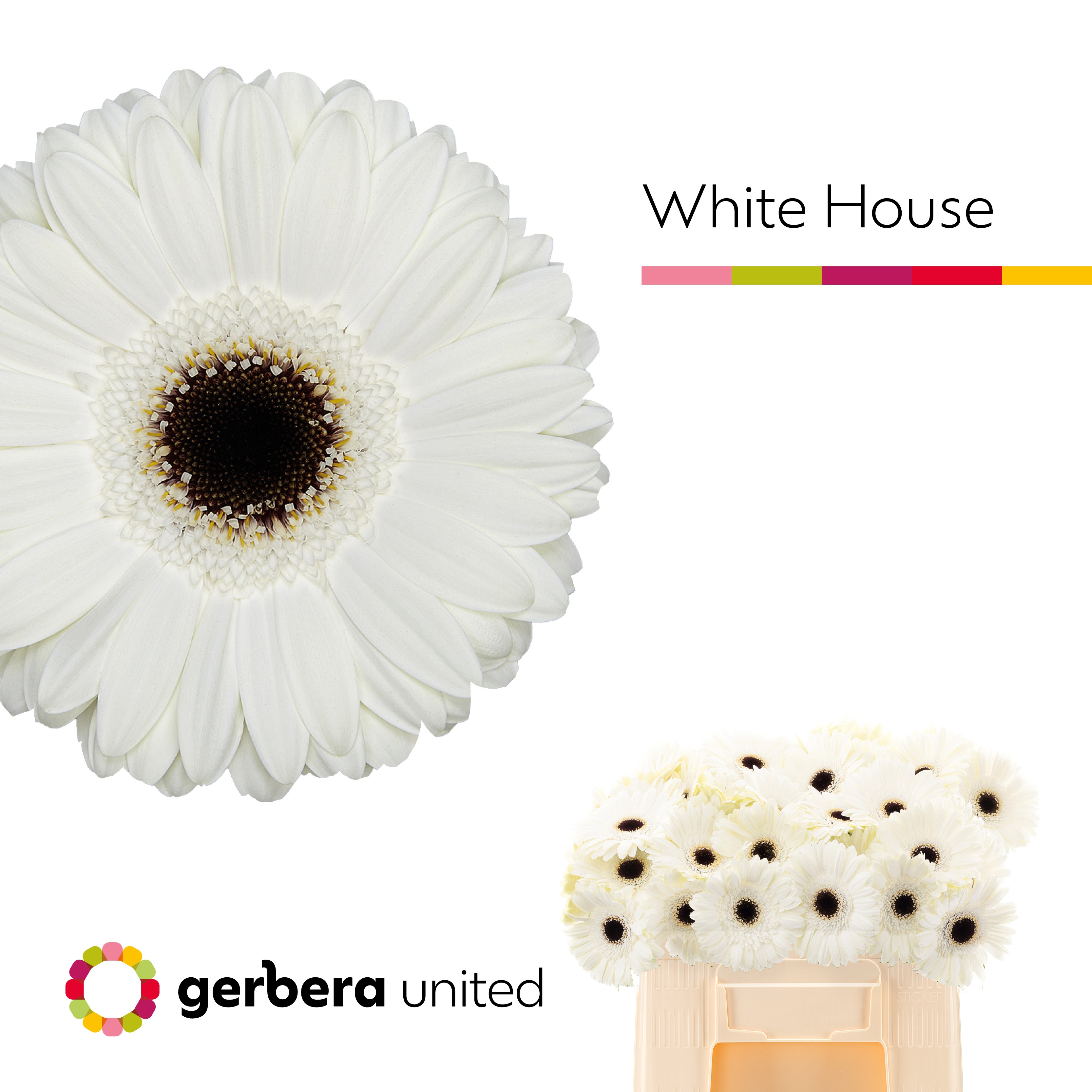 Gerbera White House