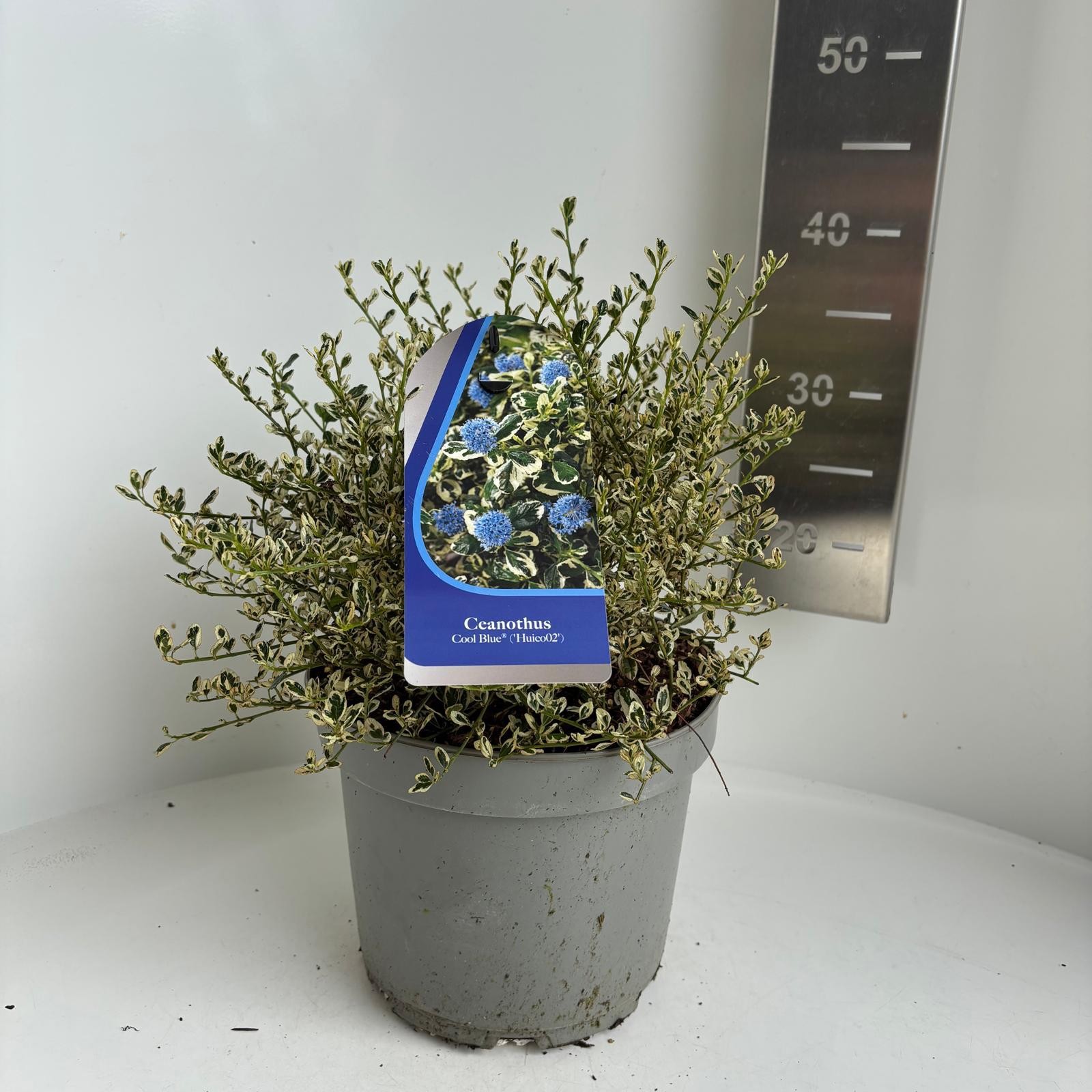 Ceanothus impressus 'Cool Blue'