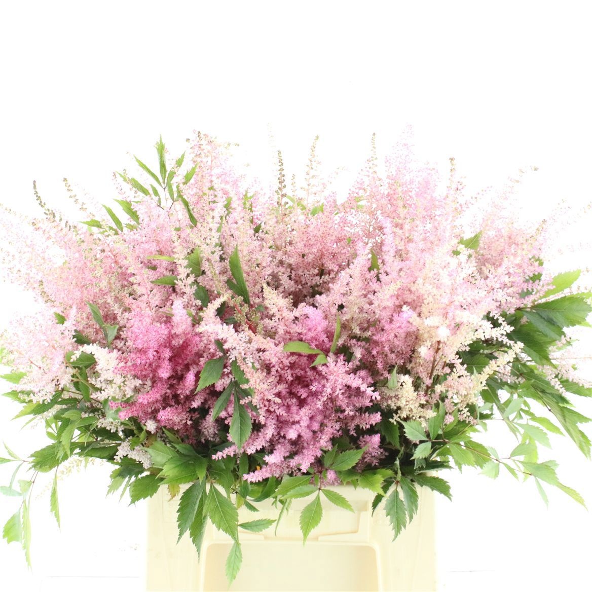 Astilbe Erika 50cm