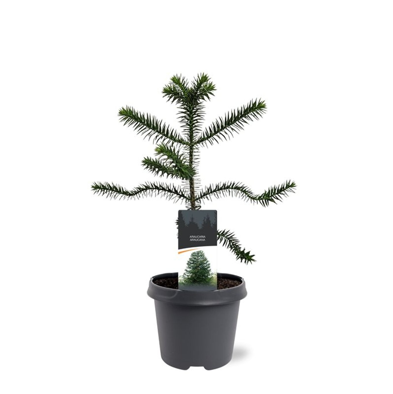 Araucaria araucana