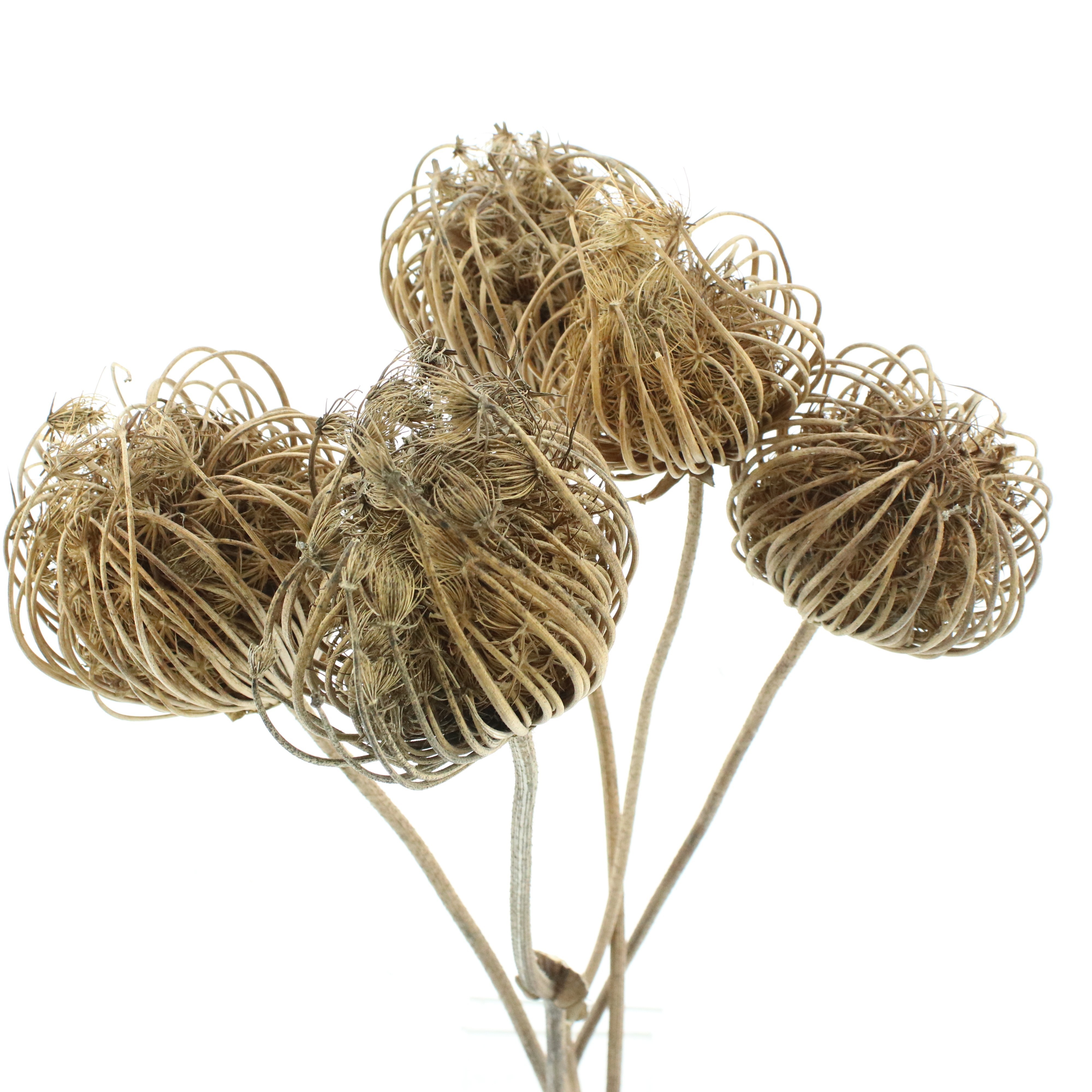 Dried Miscellaneous 90cm