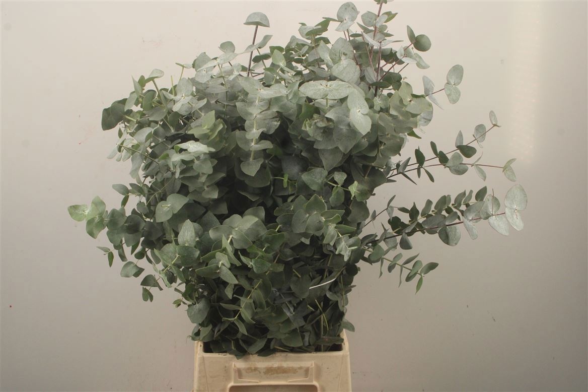 Euc Cinerea Per Bos 70L.cm 200gram