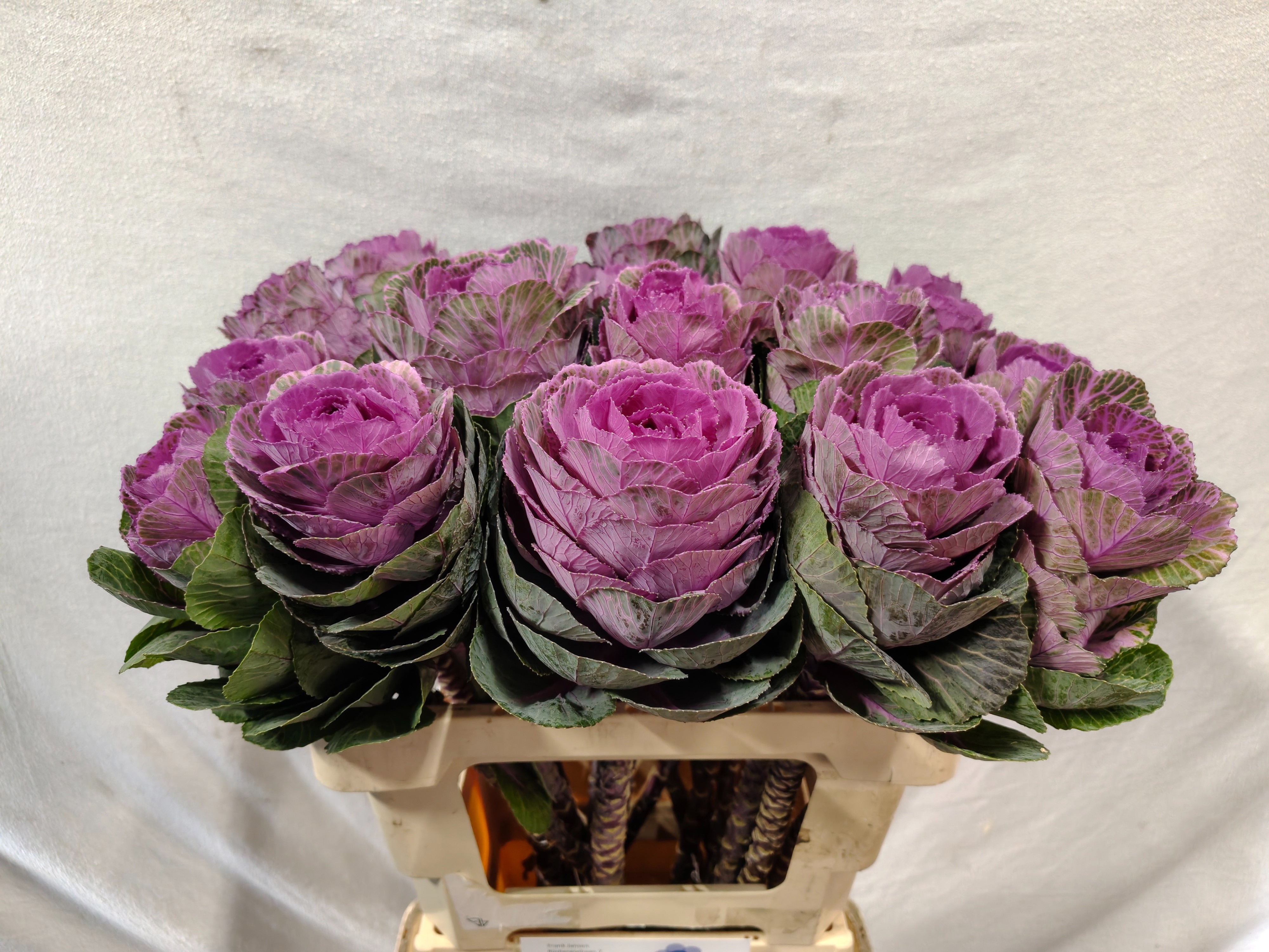 Brassica Condor Red 60cm
