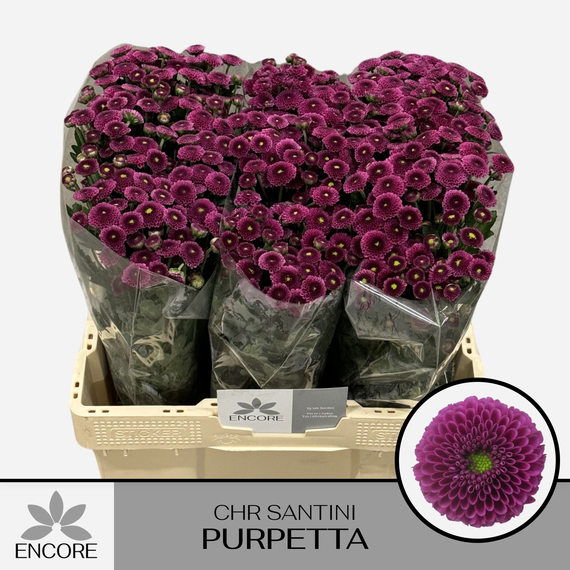 Chrys Santini Purpetta 55cm 700Ø
