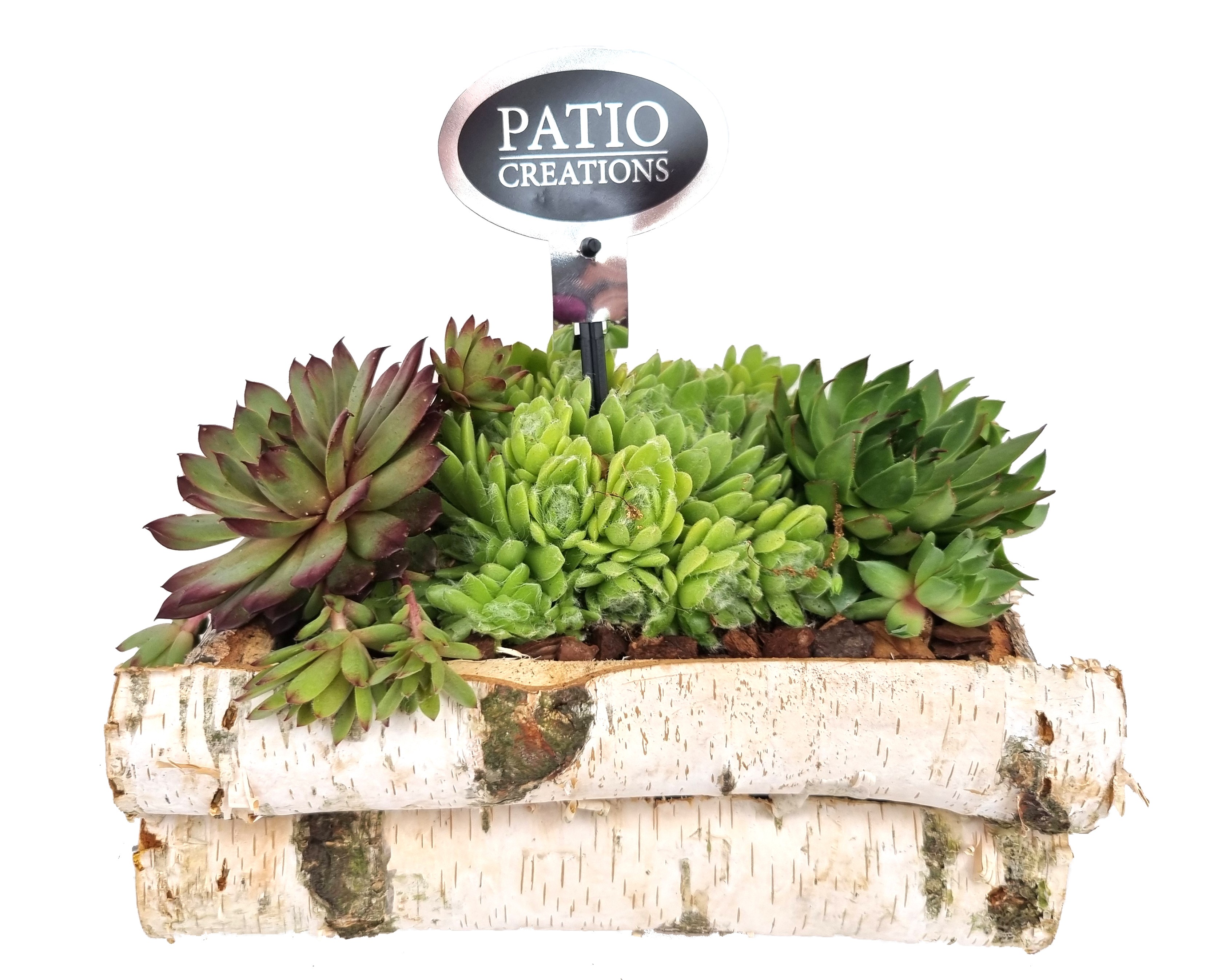 Sempervivum SE665-9001 Sempervivum berkenhout S