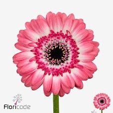 Gerbera Mini Jagoda