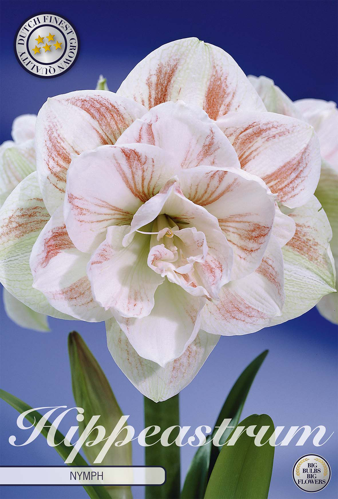 Hippeastrum Double Nymph x 1