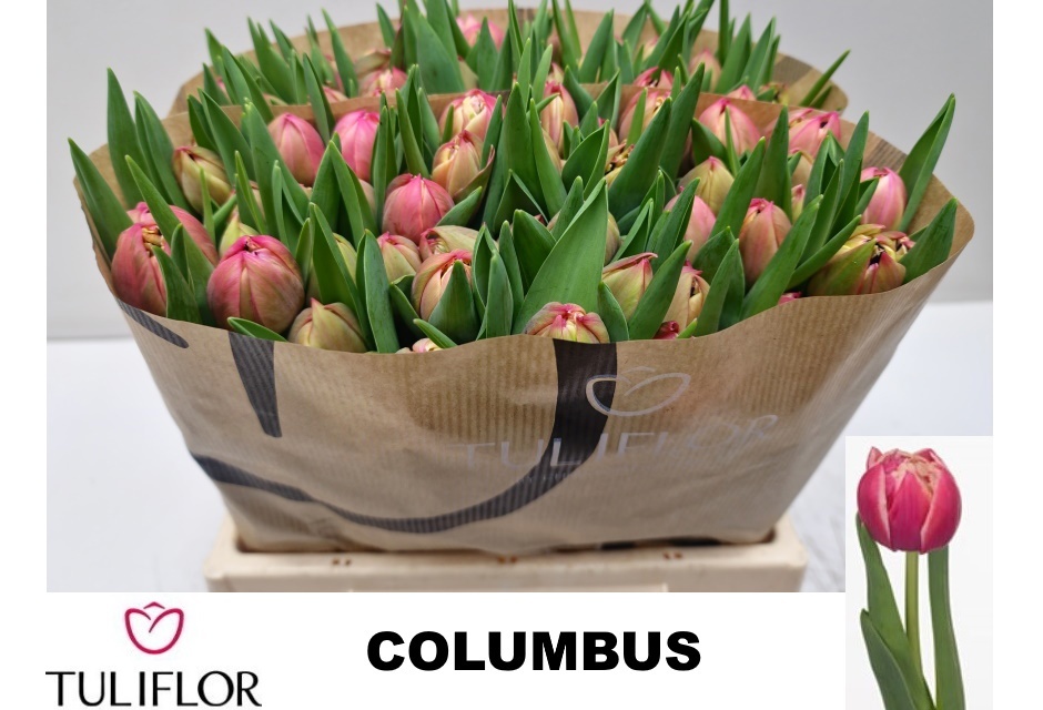 Tulipa Double Columbus 36cm 23gram