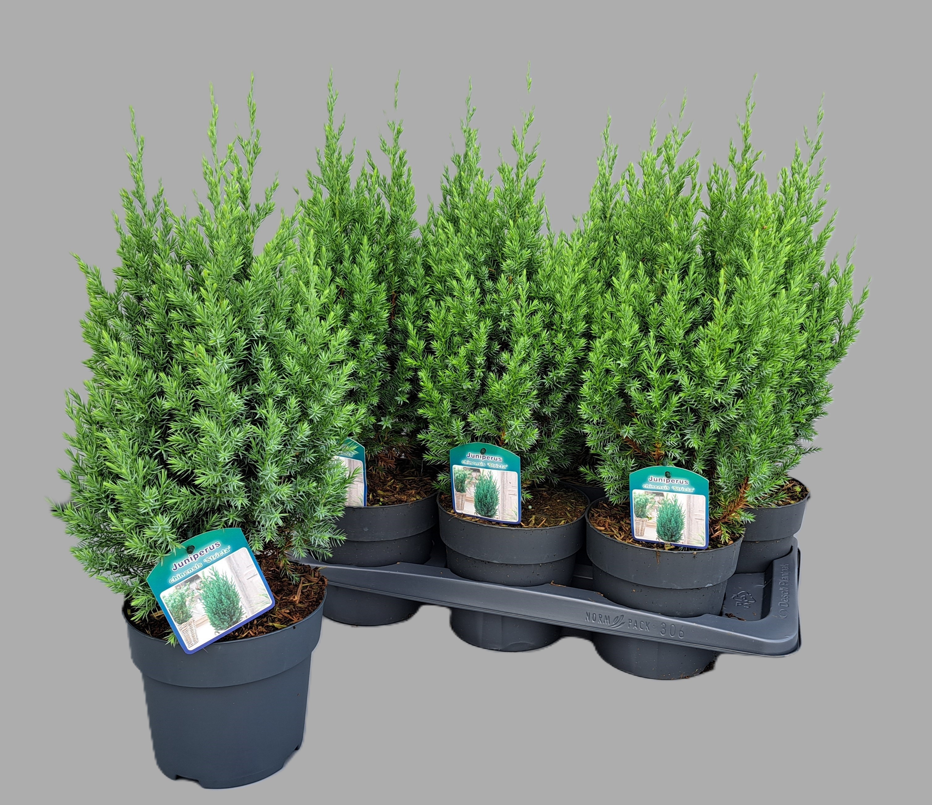 Juni Ch Stricta 17P 55H