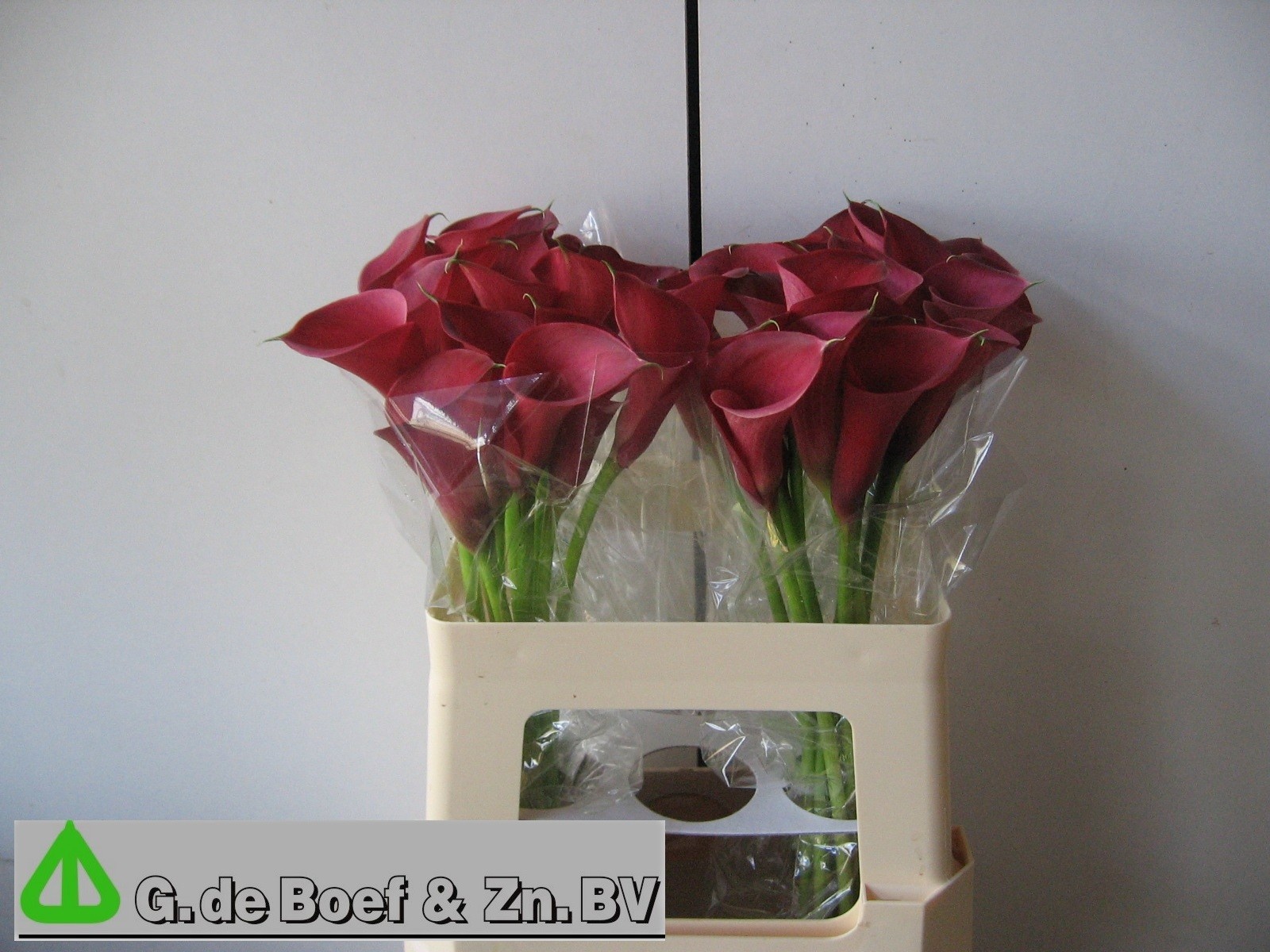 Calla Nashville 55cm
