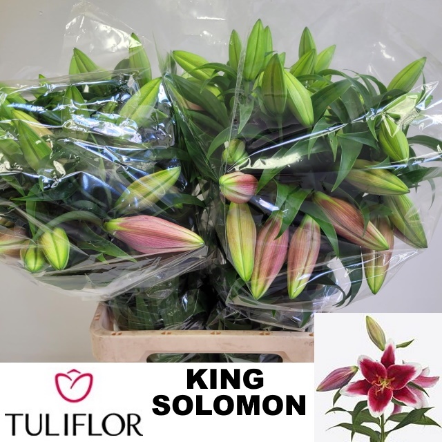 Lilium Or King Solomon 90cm 4/5bl