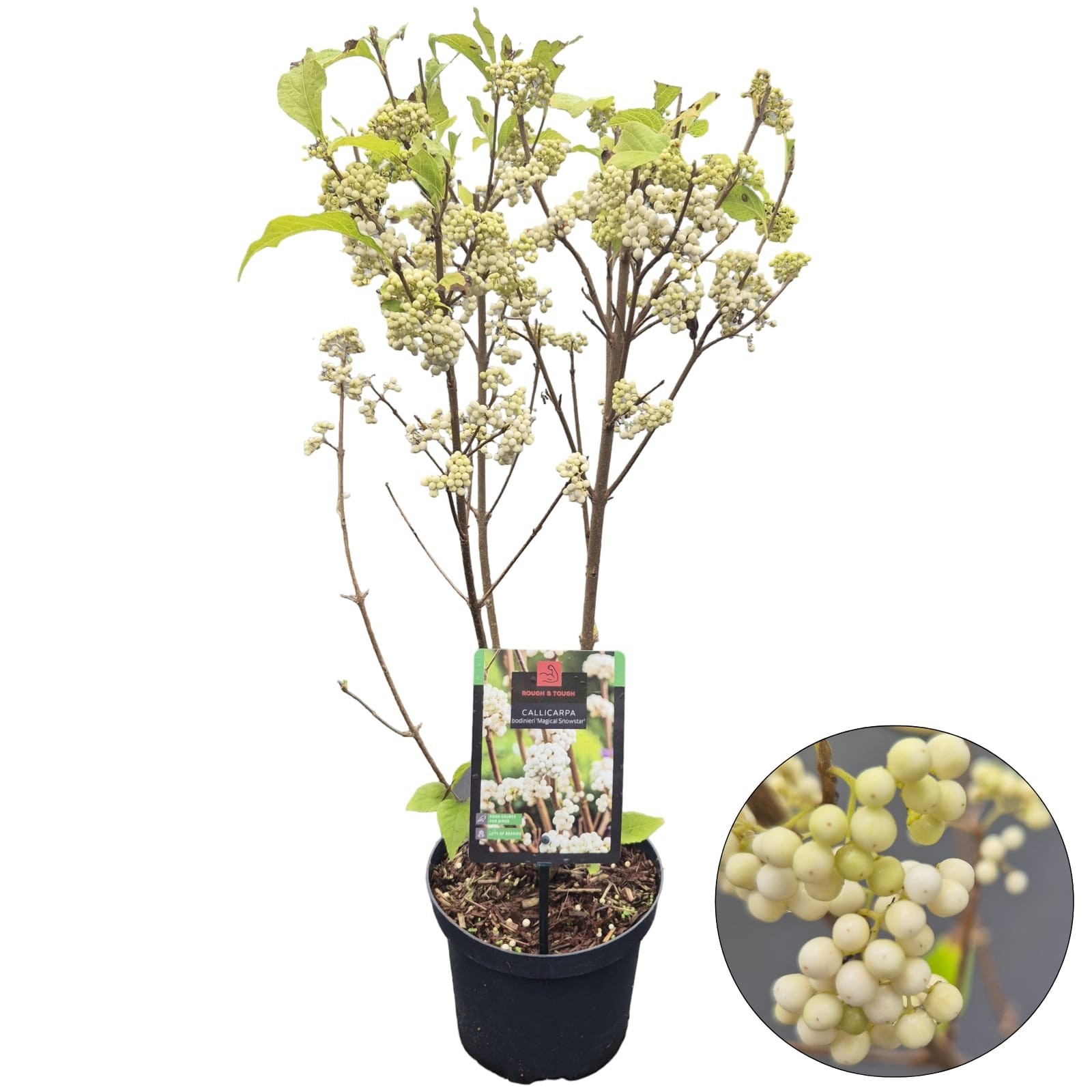 Callicarpa bodinieri Magical Snowstar ('Kolmsnostar')