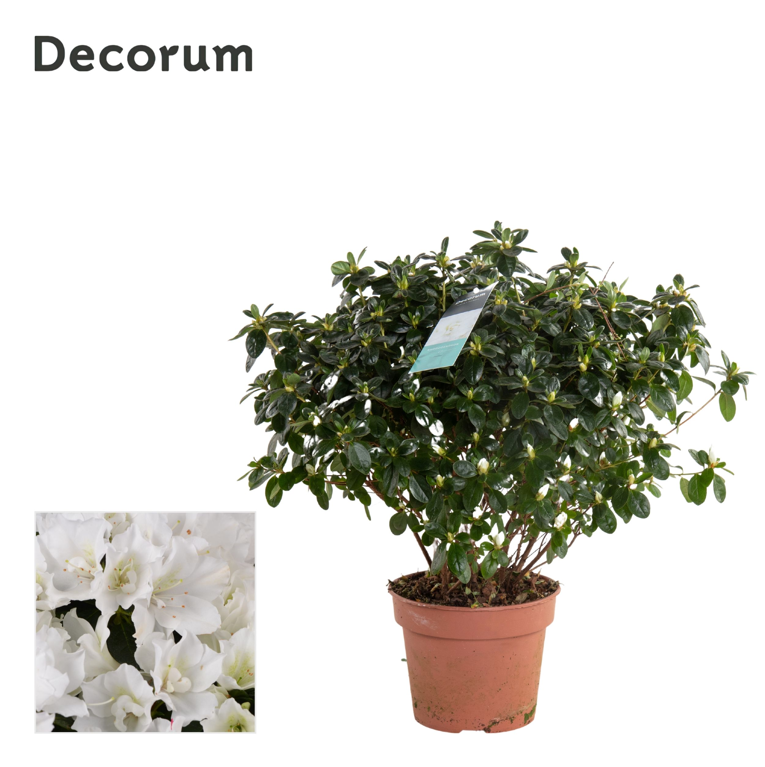 Picture of Rhododendron simsii (Azalea) White - Decorum P17 35CM