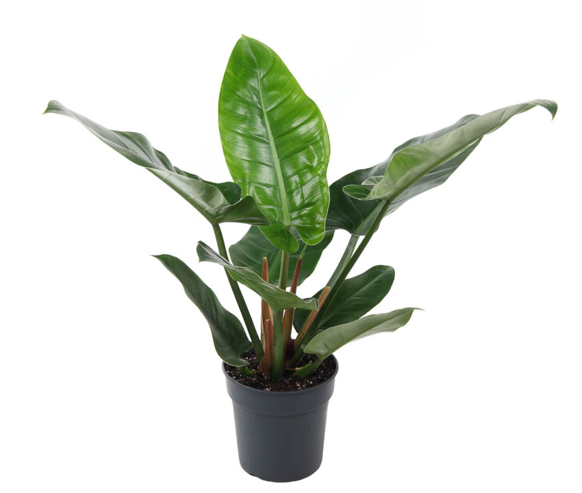 Picture of Philodendron Imperial Green P19 70CM