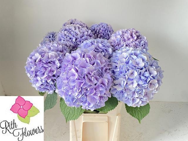 Hydrangea Royal Grandeu 80cm 22Ø