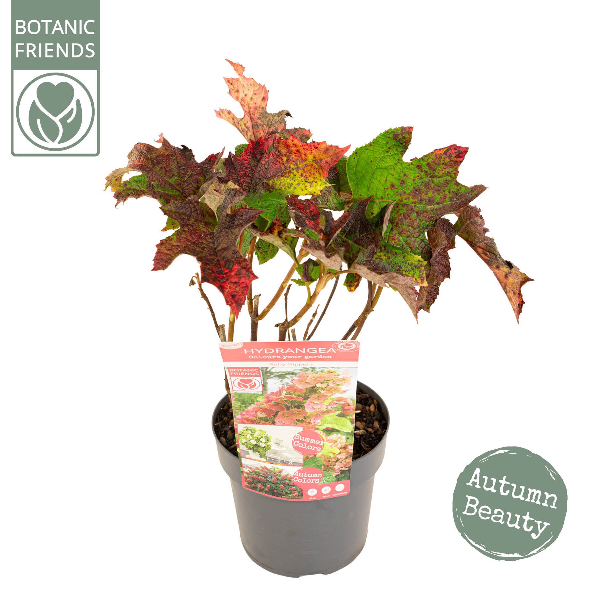 Picture of Hydrangea que. 'Ruby Slippers' ®