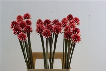 Snijbloemen Ov