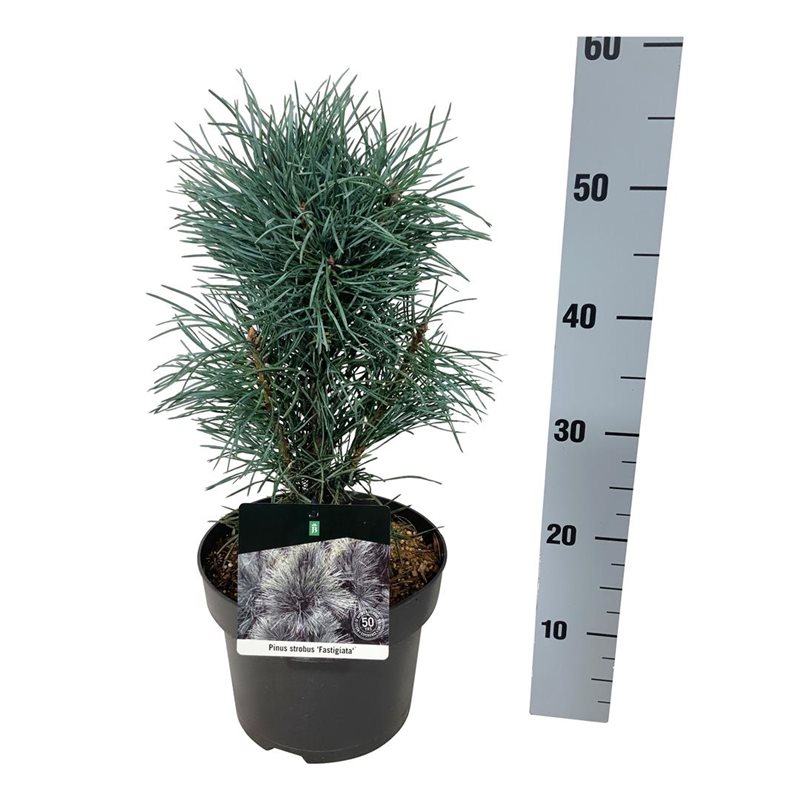 Picture of Pinus sylv. 'Fastigiata'