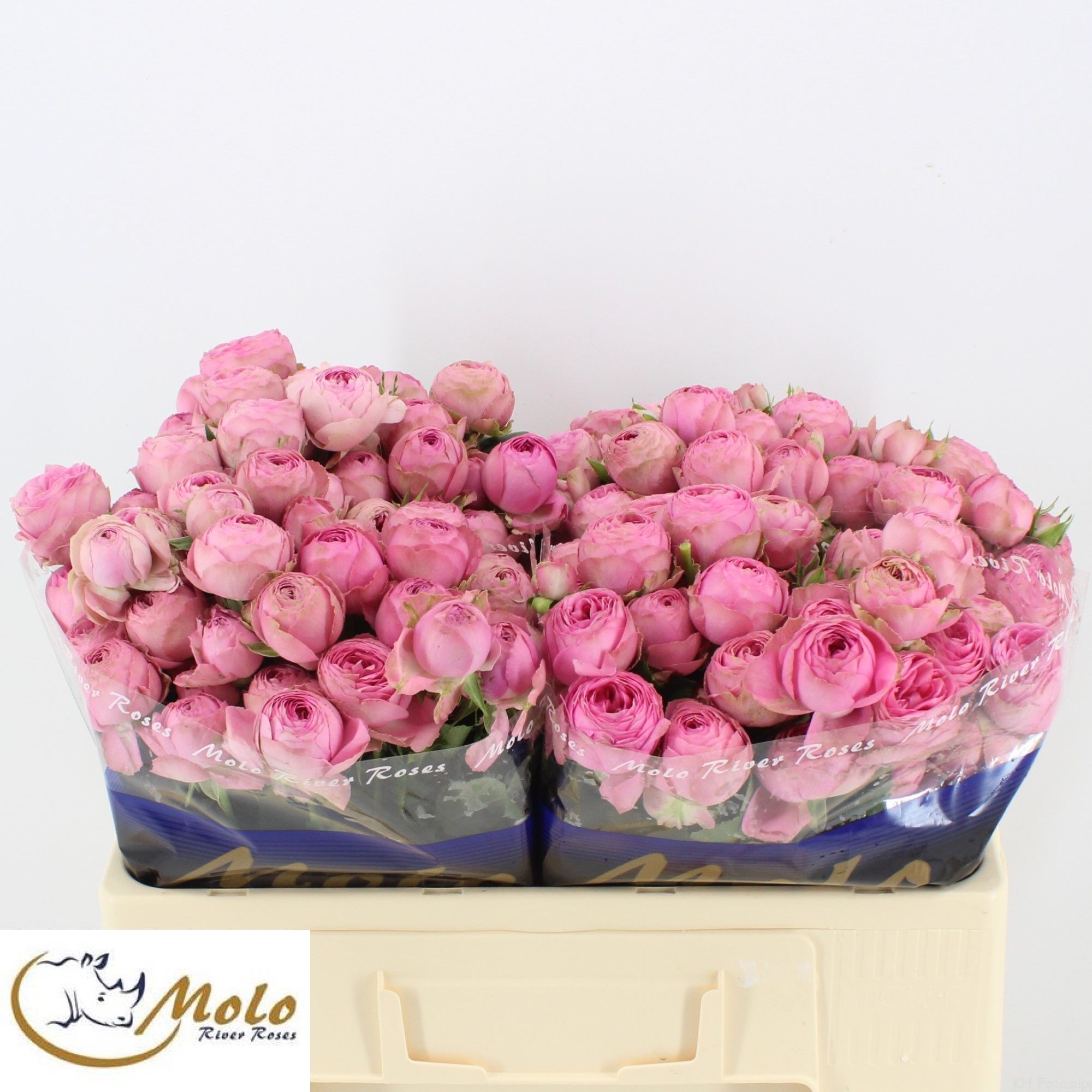 Rosa Spr Giselle 50cm