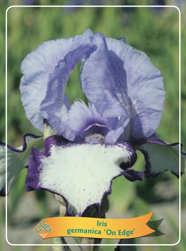 Picture of Iris germanica Mix 6x10 srt. per shelve P11