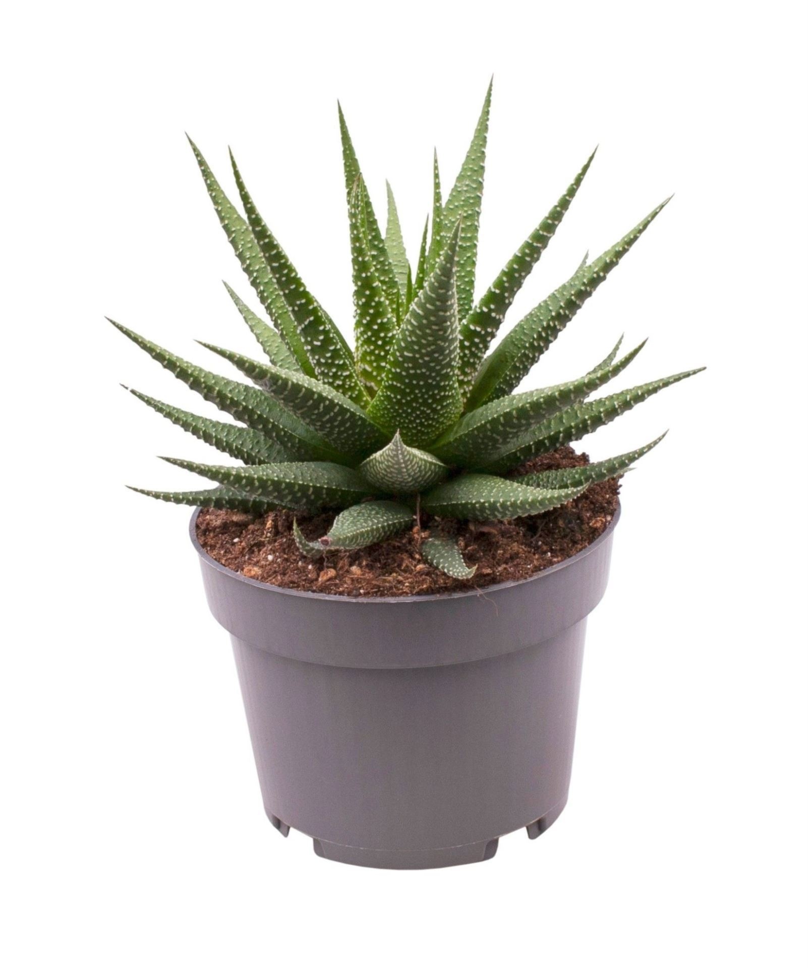 Haworthia Gasworthia