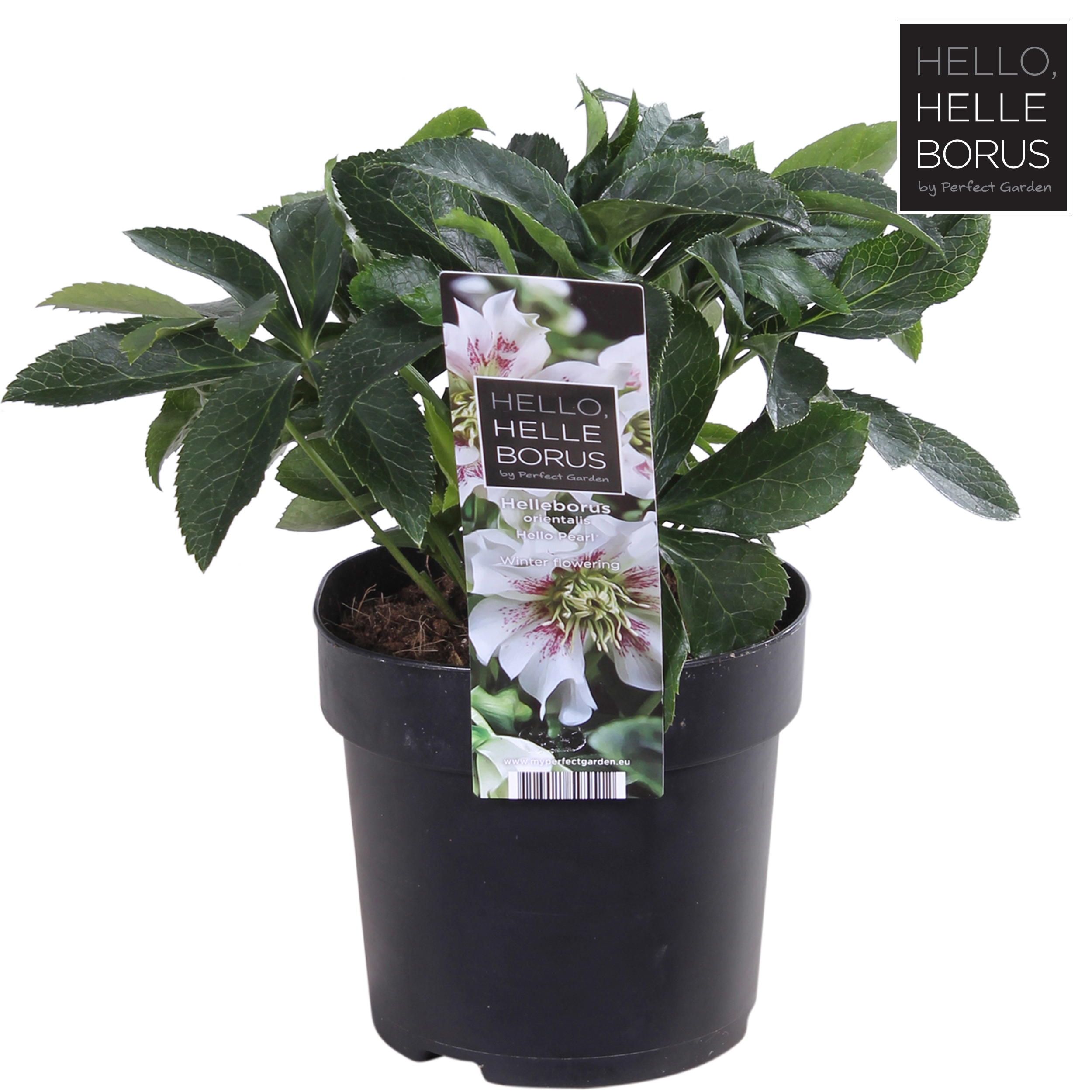 Picture of Helleborus orientalis Hello Pearl P14