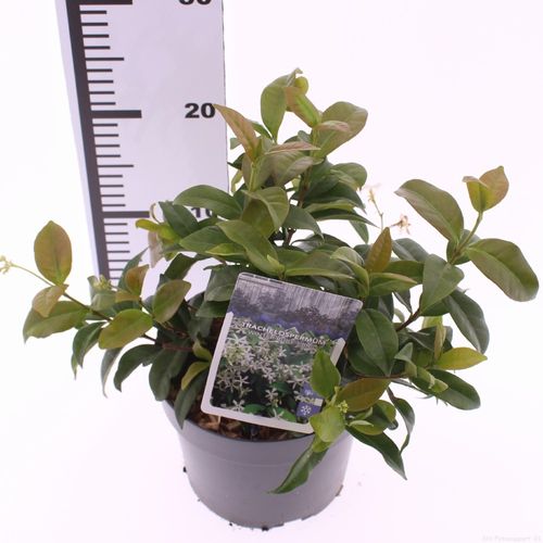 Trachelospermum 'Winter Ruby' p17 Snepvangers