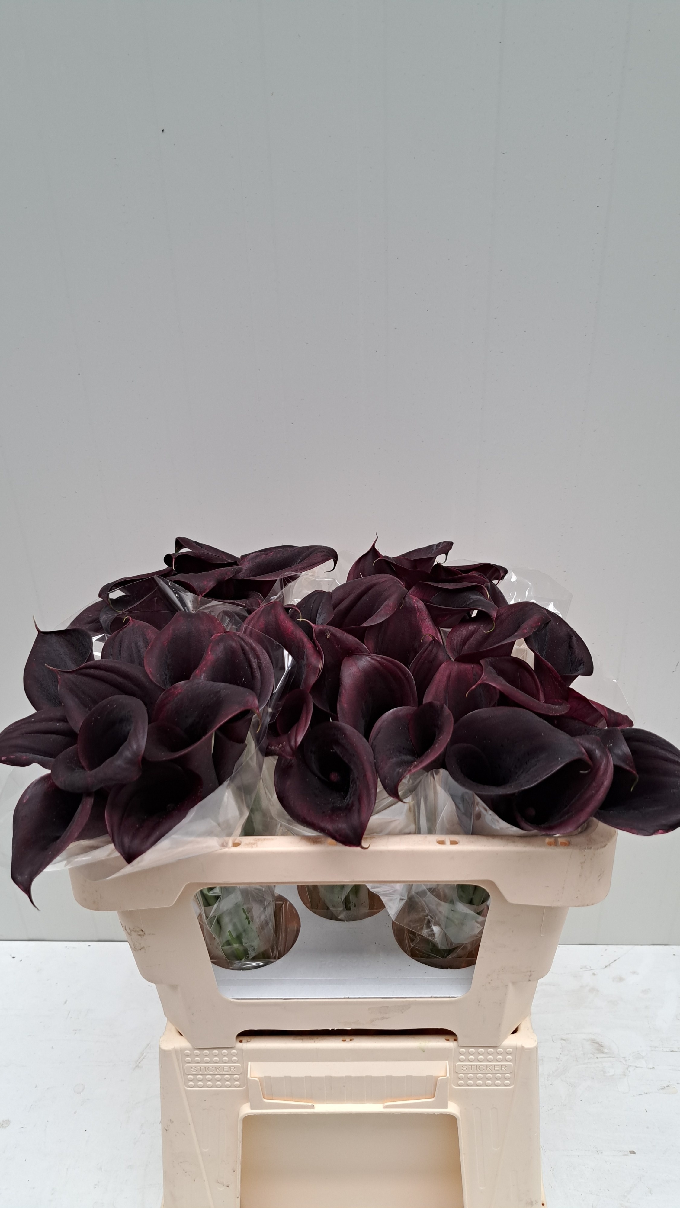 Calla Odessa 50cm