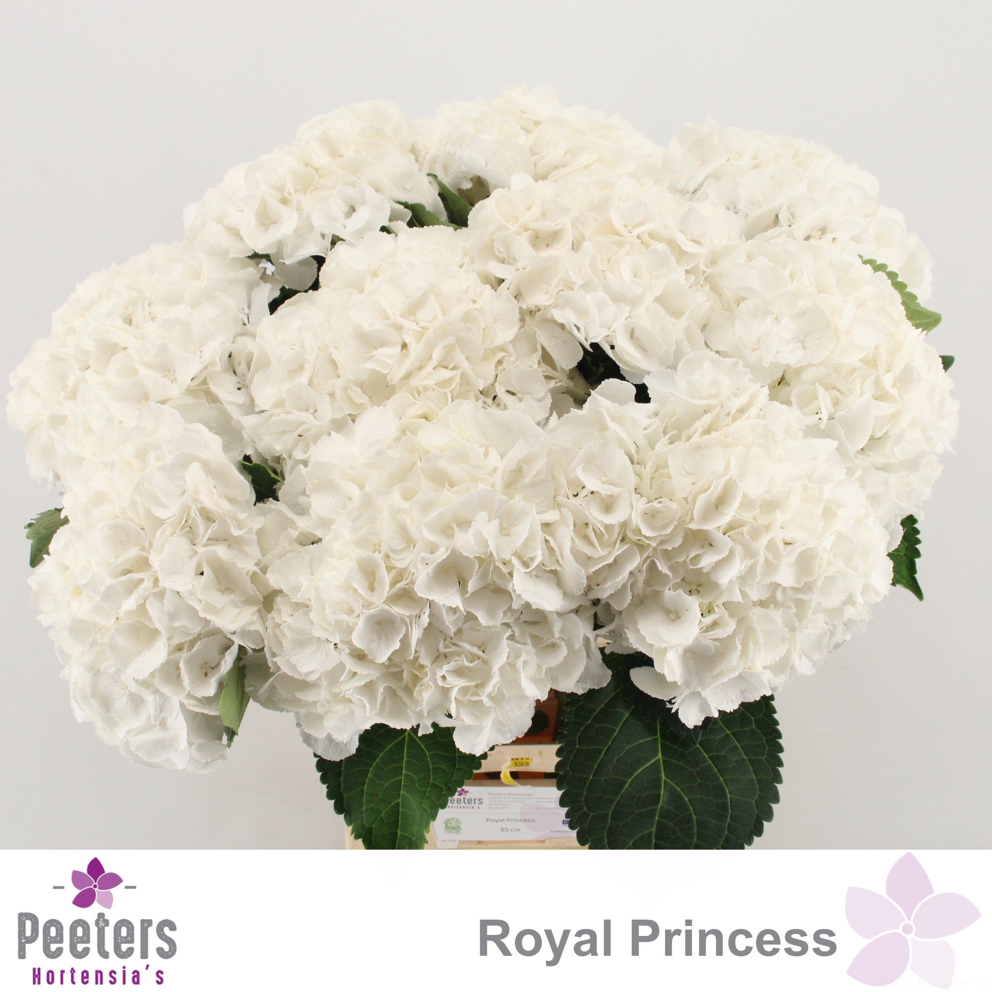Hydr M Royal Princes