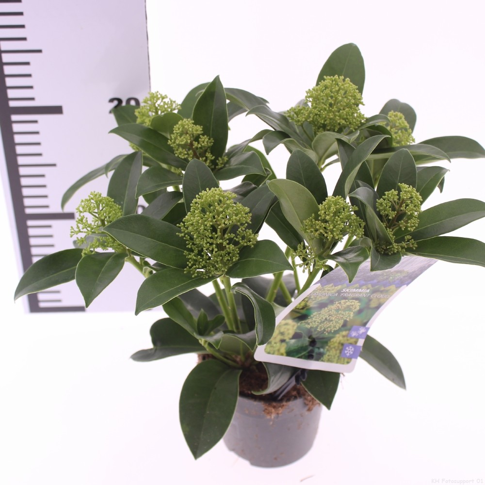 Picture of Skimmia jap. 'Fragrant Cloud'