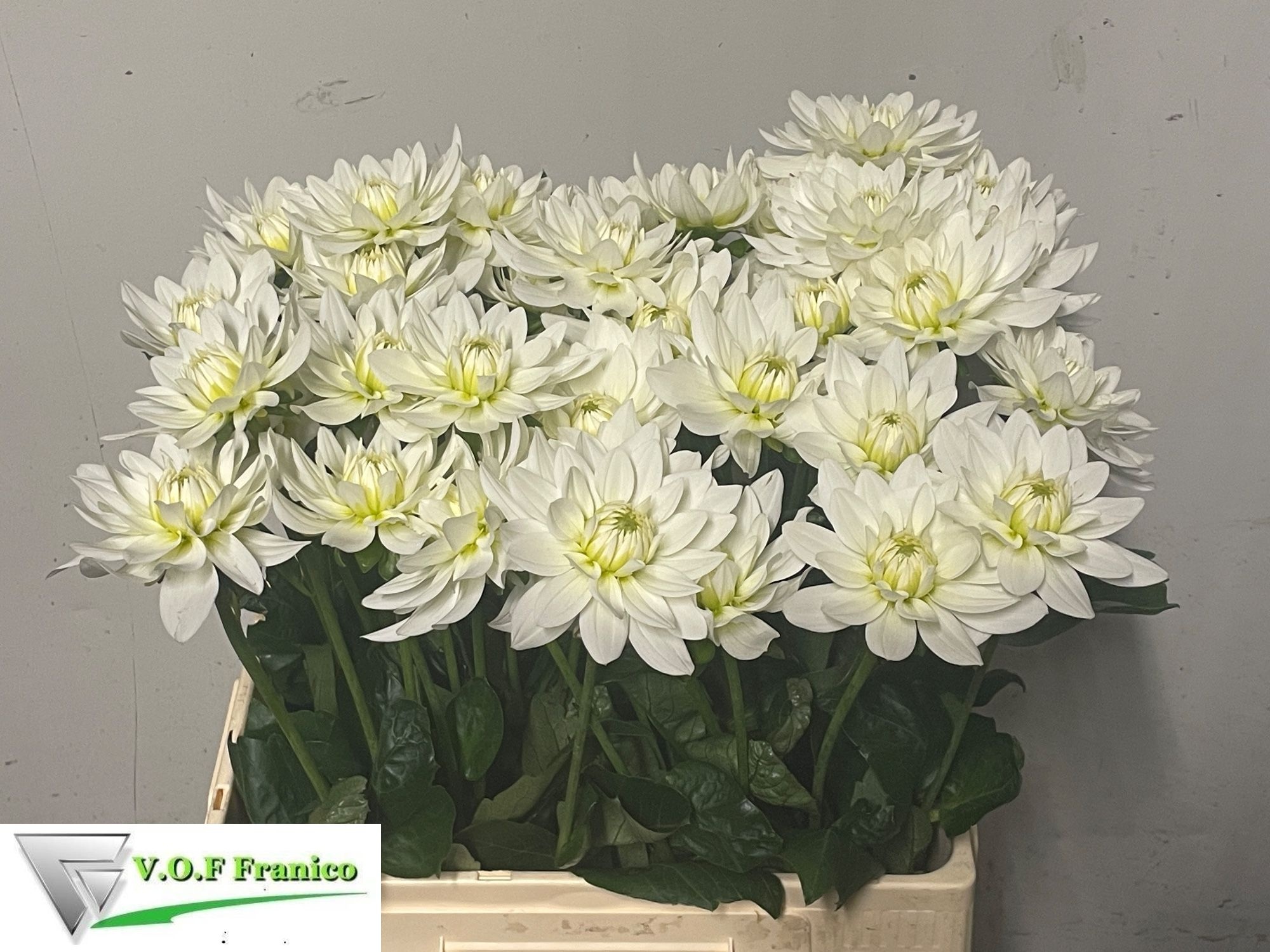 Dahlia Maarten Zwaan 60cm