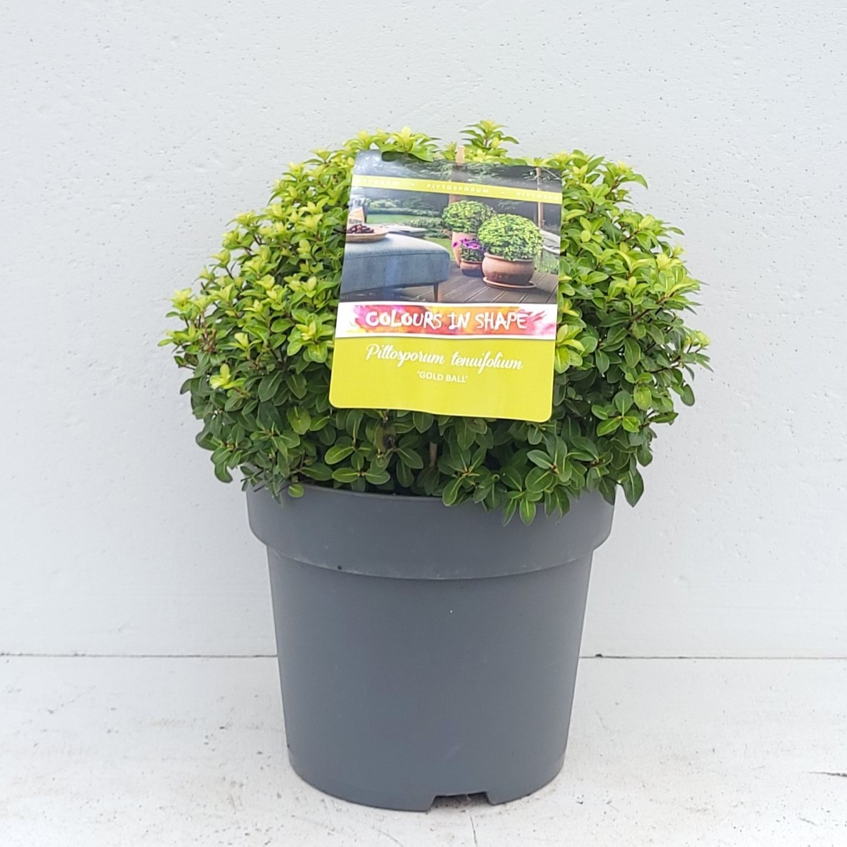Pittosporum ten. 'Golden Ball' XXL - 'Colours in Shape'