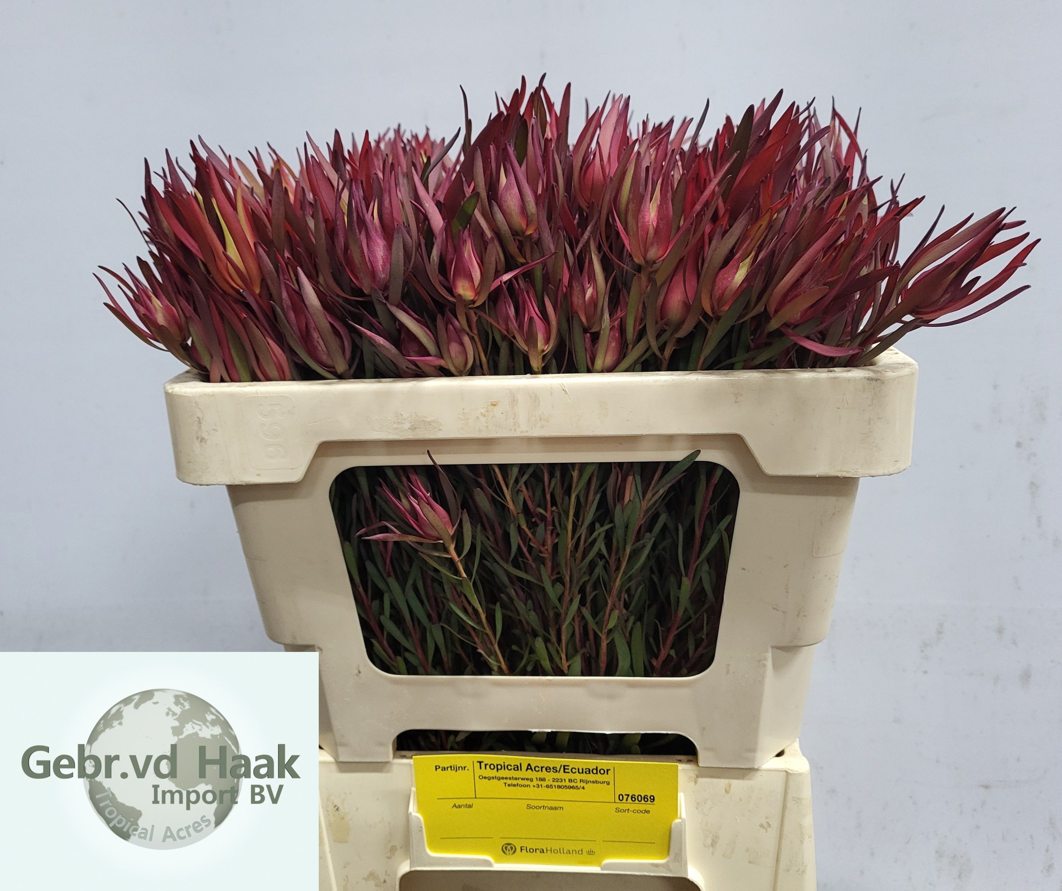 Leucadendron Salignum 50cm
