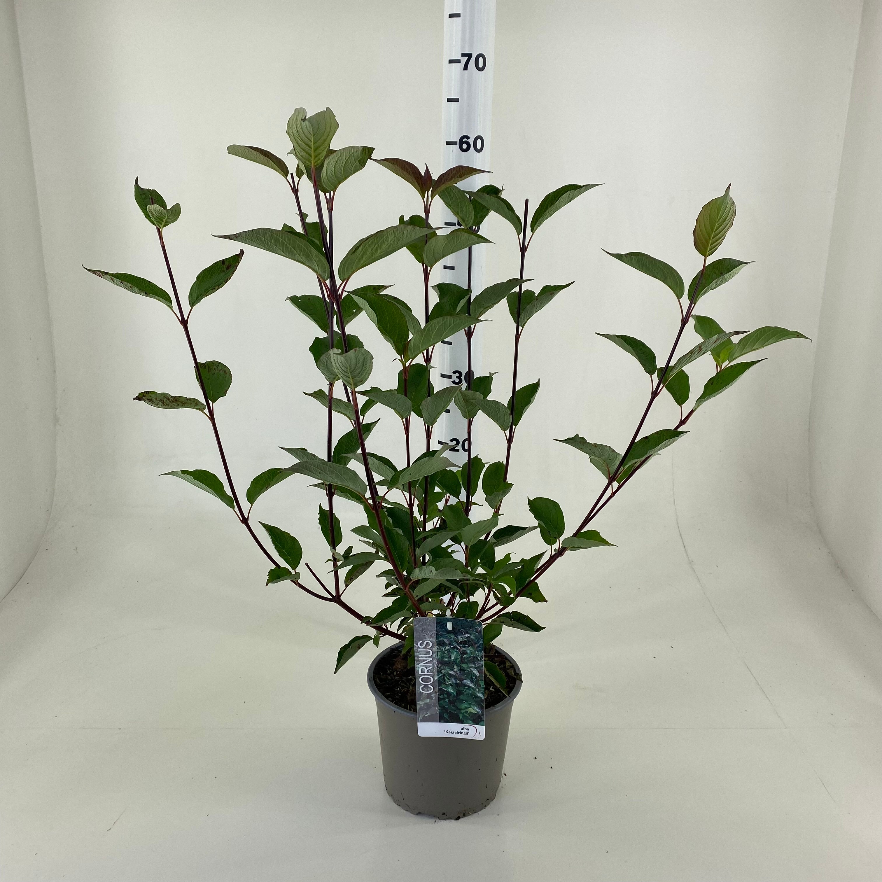 Picture of Cornus alba Kesselringii P19 (3 Ltr)