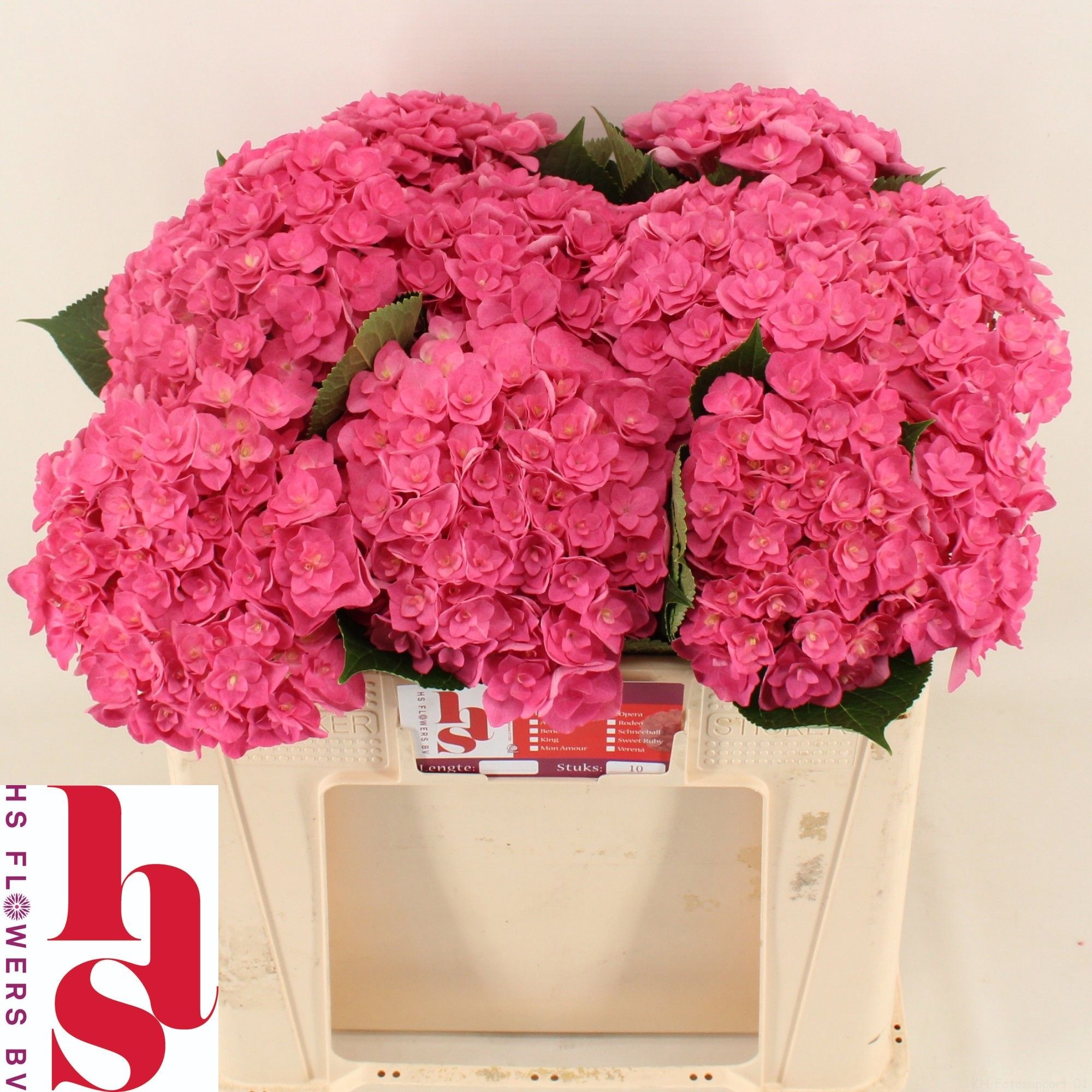 Hydrangea Royal Kiss 50cm 17Ø