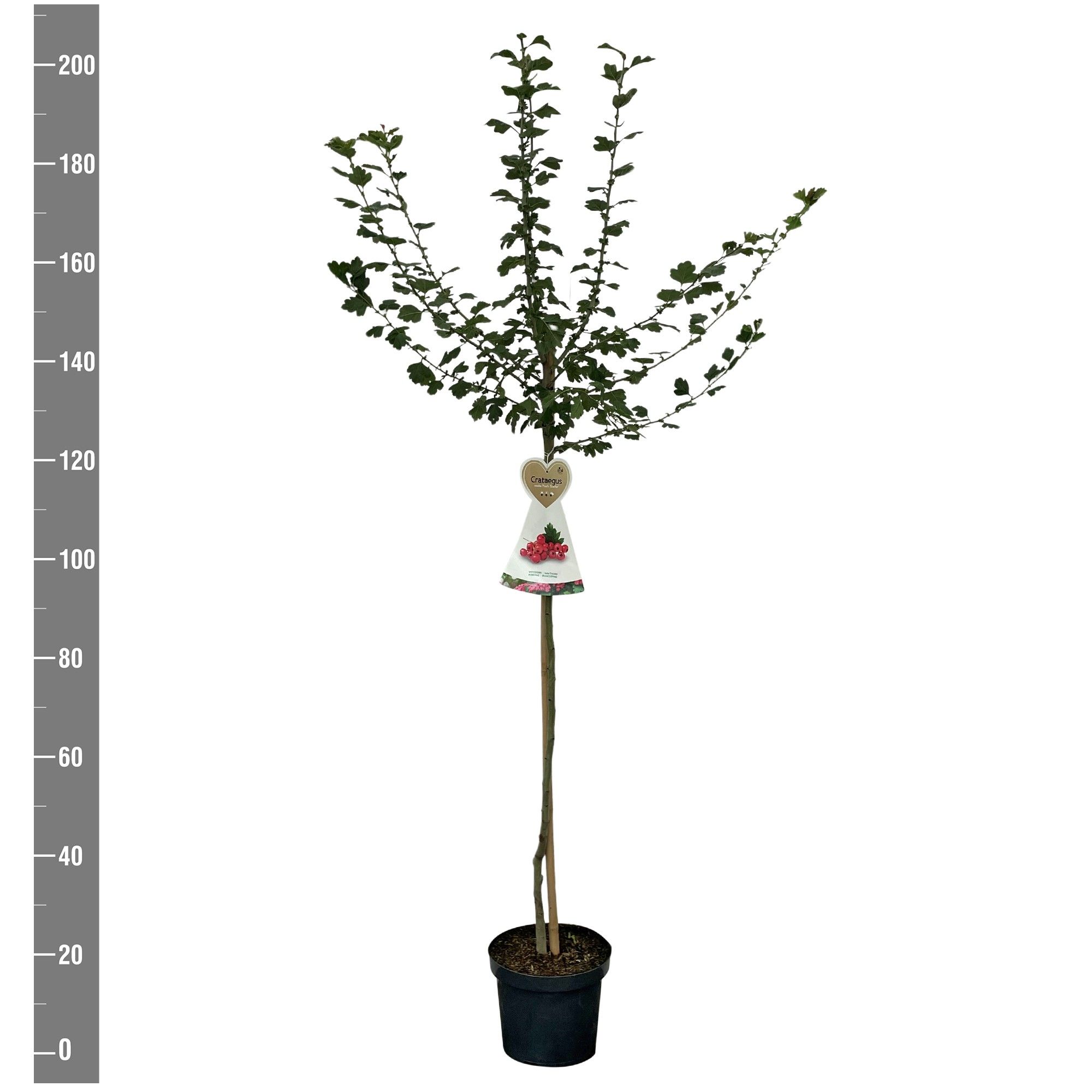 Crataegus Paul Scarlet, halfstam