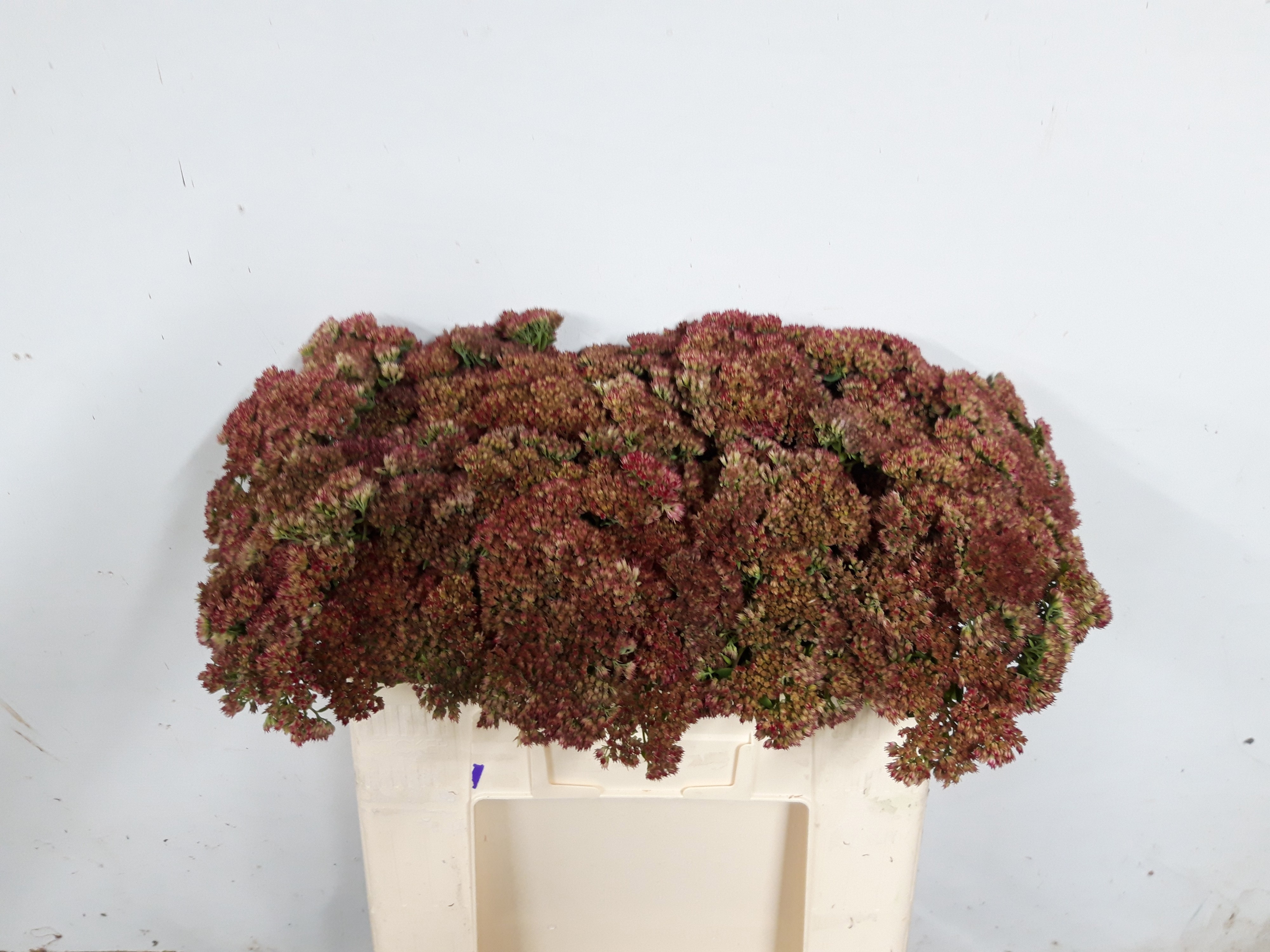 Sedum Spect Pink 50cm