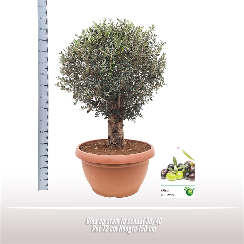 Picture of Olea europaea P72 STD