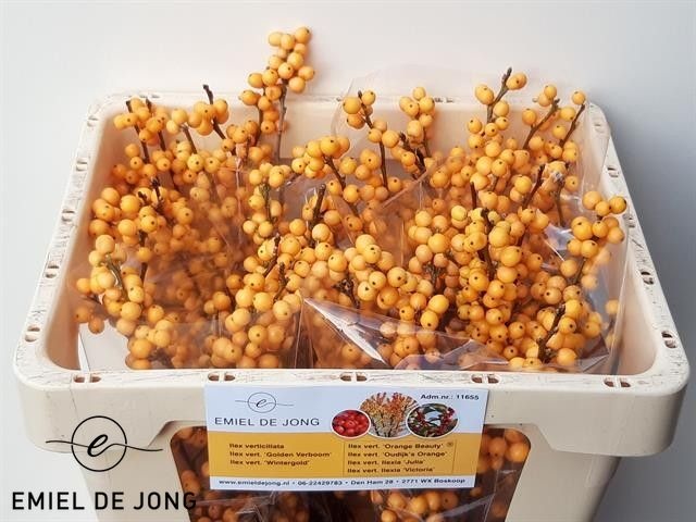 Ilex Golden Verboom 45cm