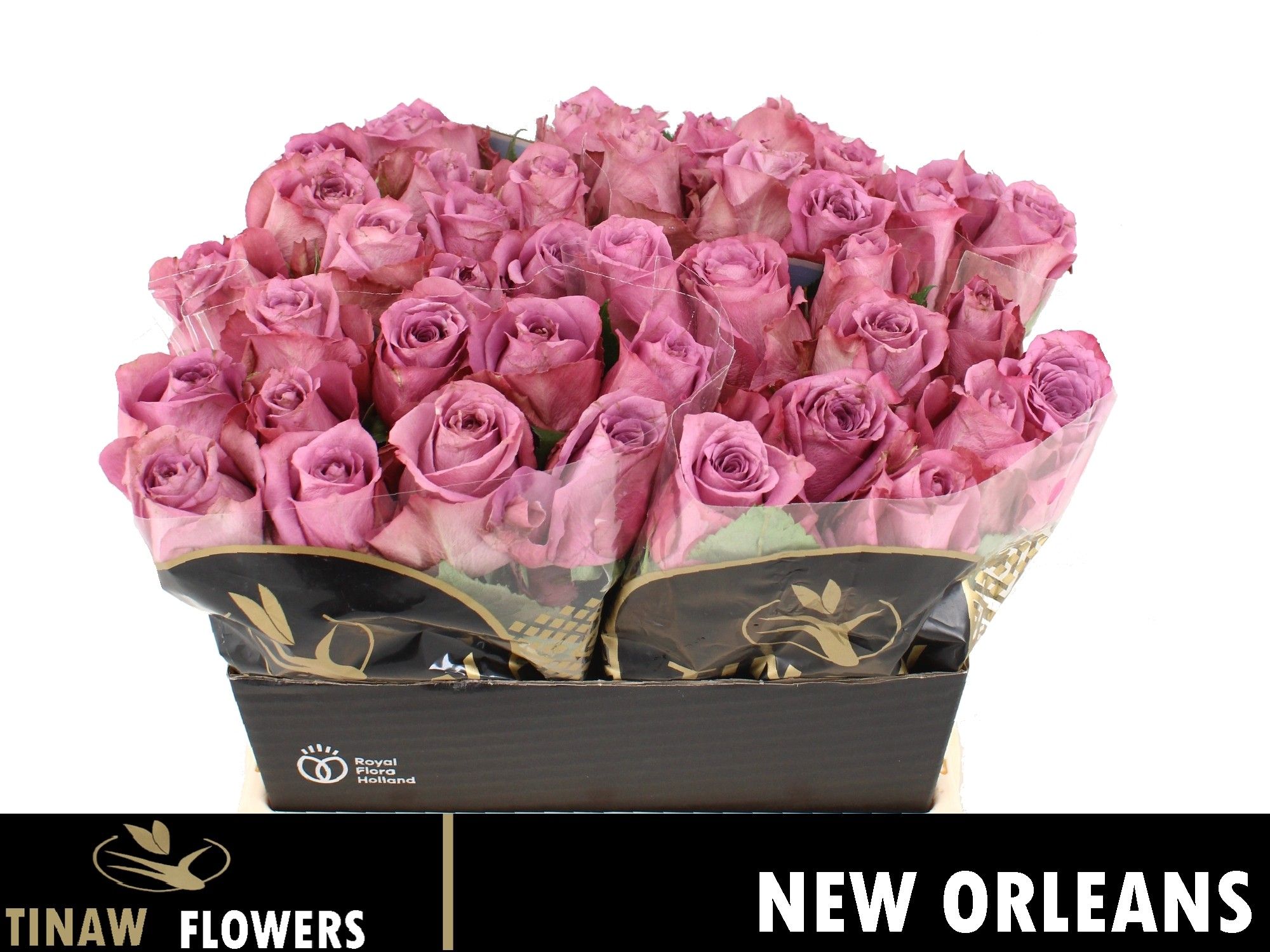 R Gr New Orleans