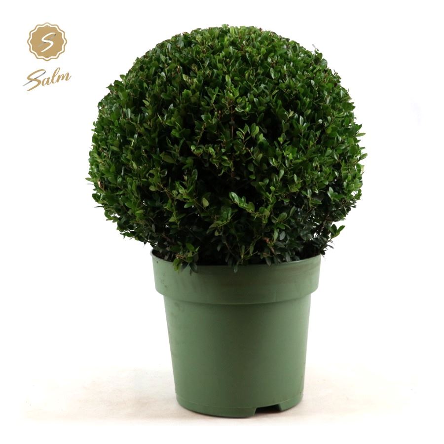 Picture of Ilex crenata Jenny P27-(9-LTR) Ball-40CM