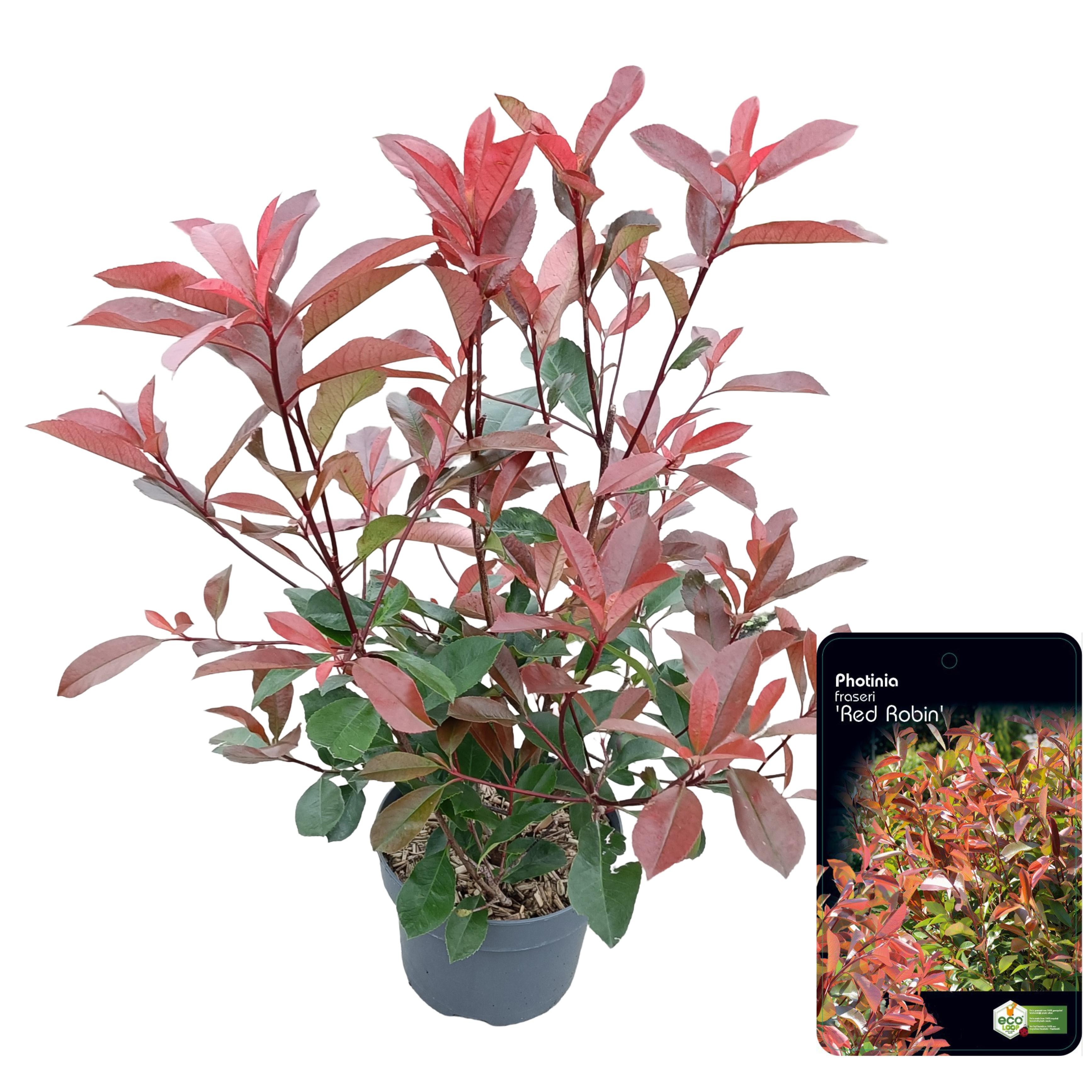 Picture of Photinia fraseri 'Red Robin' C5