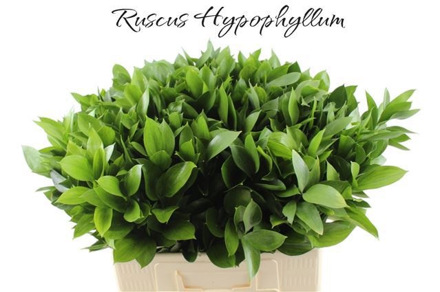 Ruscus Hypophyllum 60cm