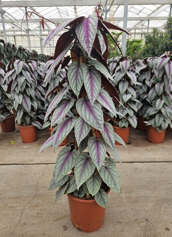 Picture of Cissus Violet Vine pyramid P24 100CM (LOOSE)