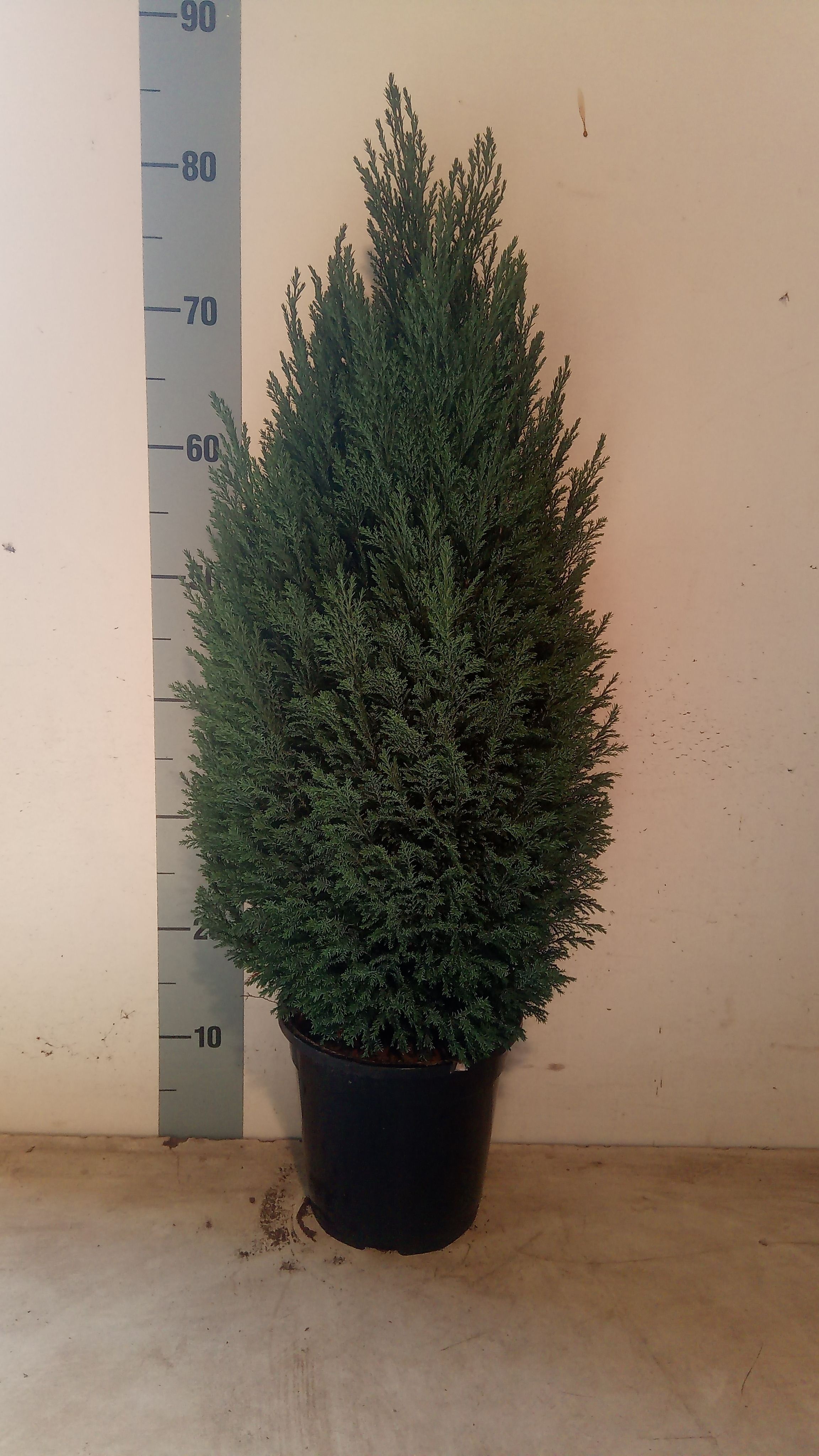 Cham L Ellwoodii 19Ø 70cm