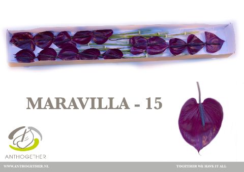 Anth A Maravilla