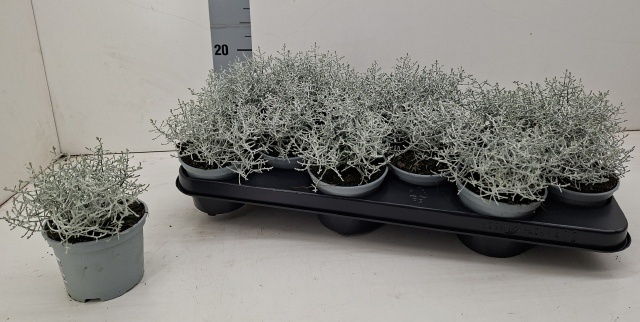 Leucoph Brownii 510P 18H