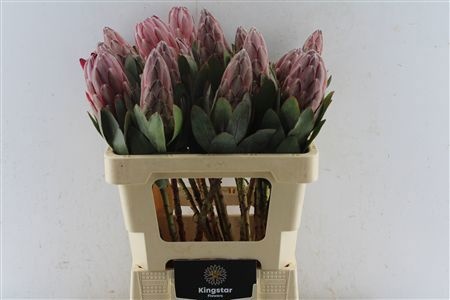 Protea Sharonet 60cm
