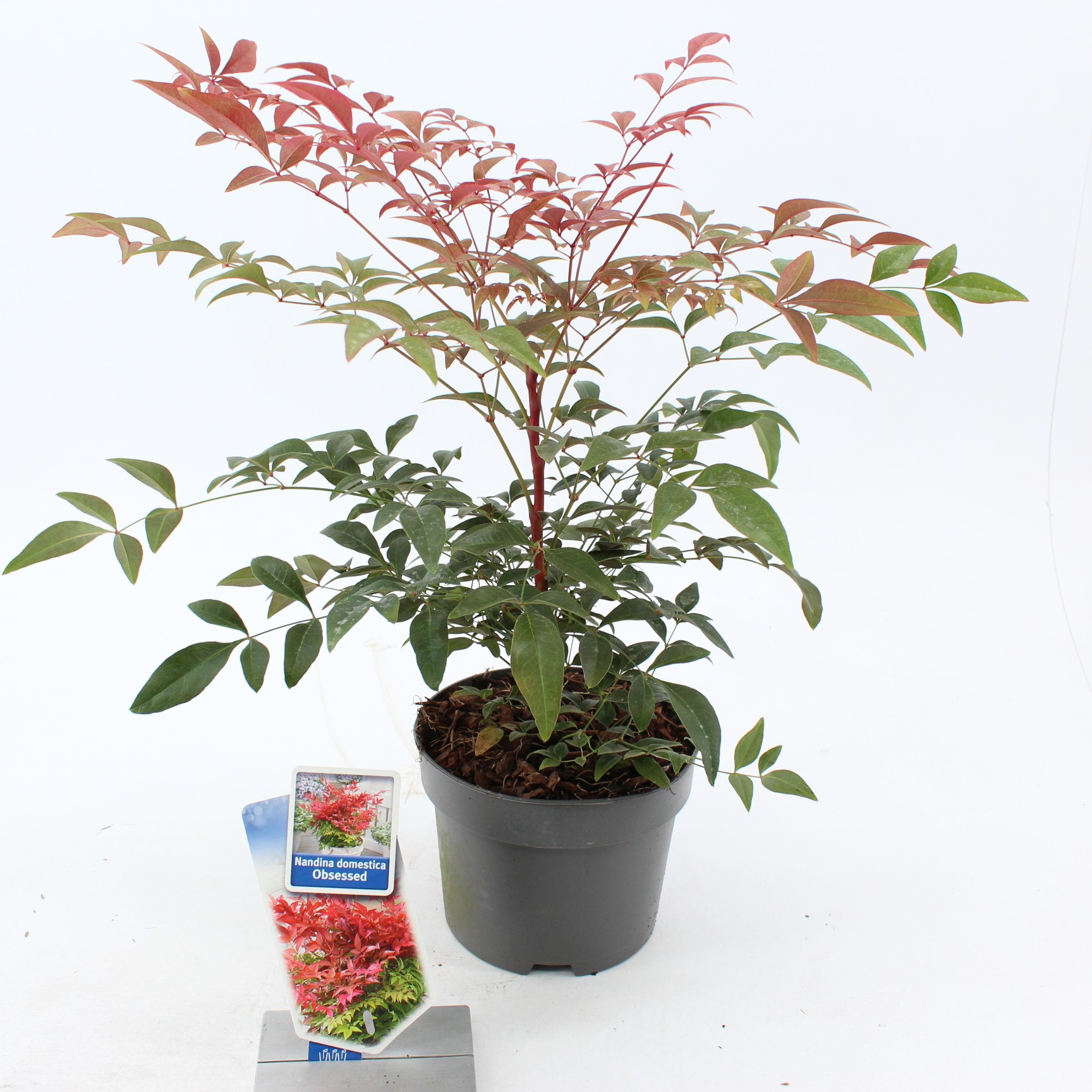 Picture of Nandina domestica Obsessed ('Seika'PBR)