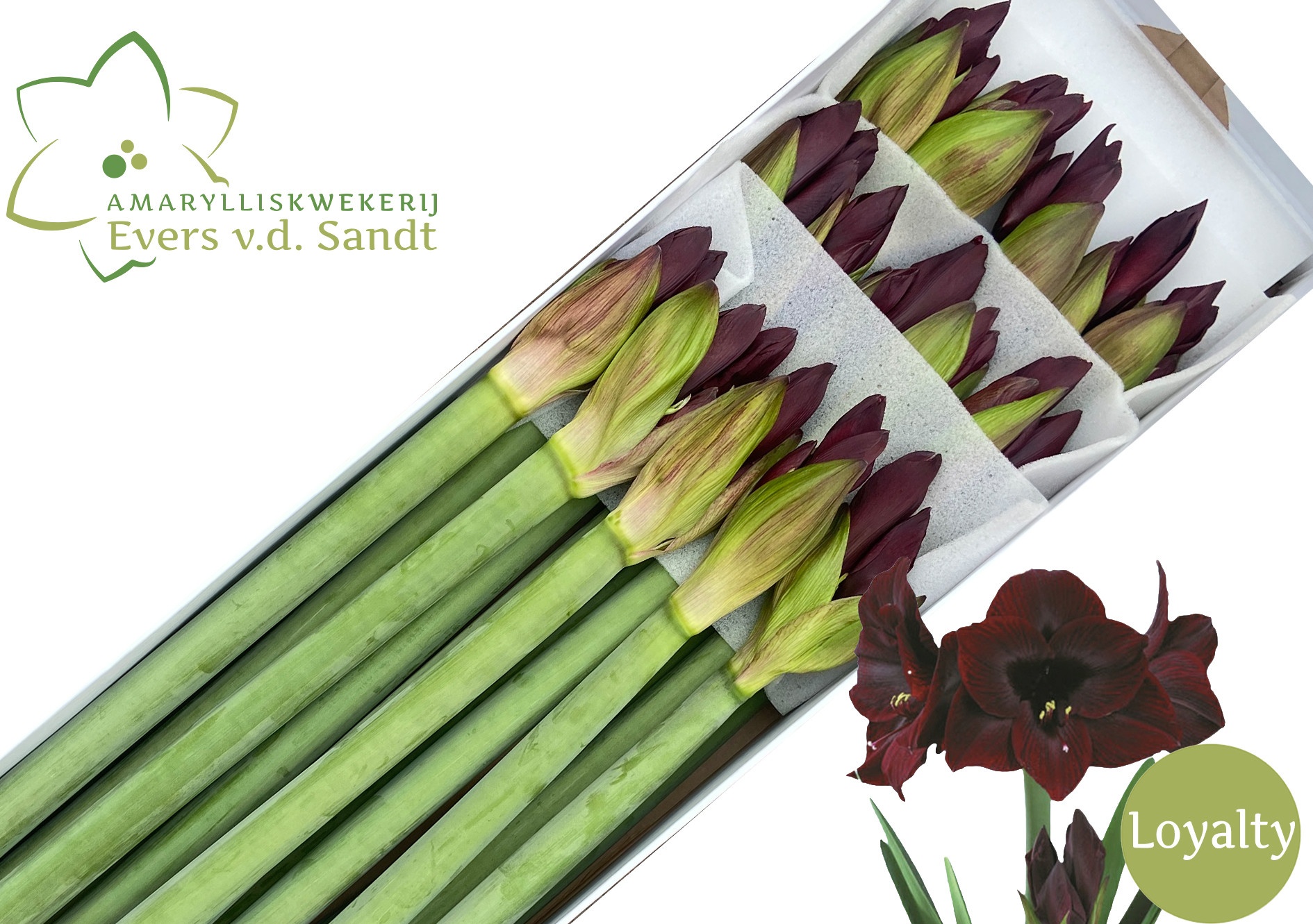 Hippeastrum Black Magic 4bl